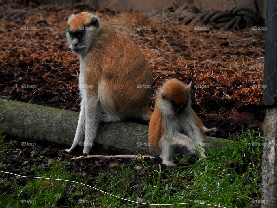 Two monkeys sitting on a trunk