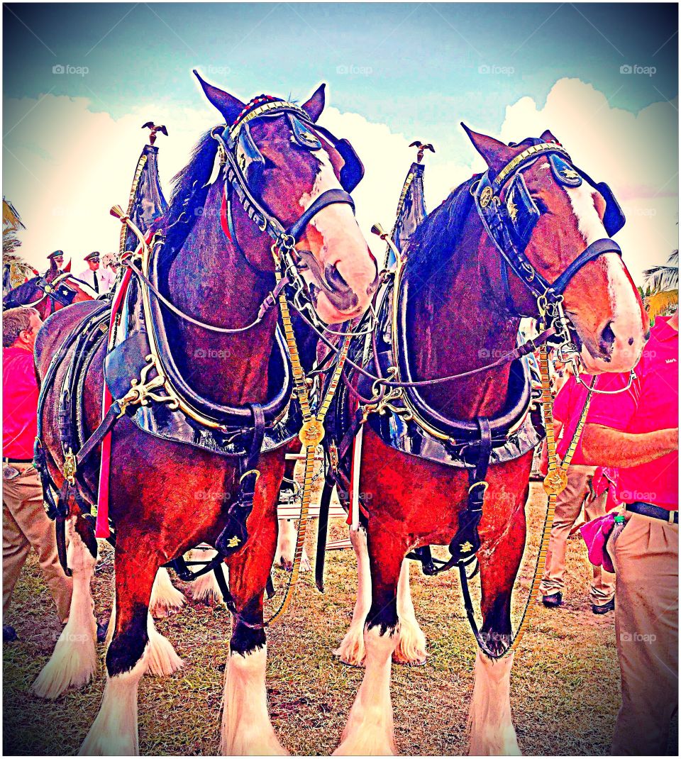 Clydesdale Horses 