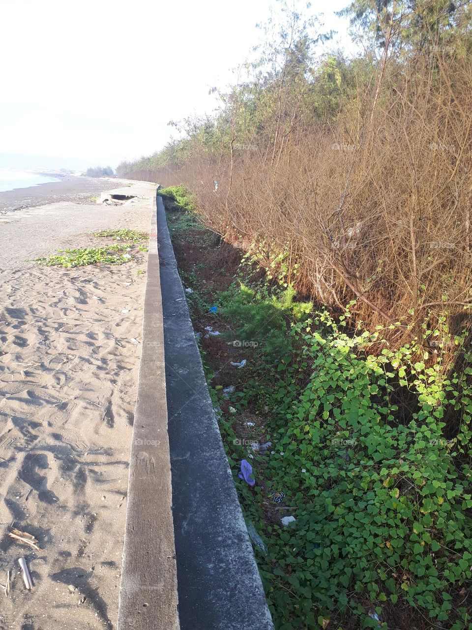 trees on the edge of the beach are lush with tree trunks that start to dry out when summer arrives