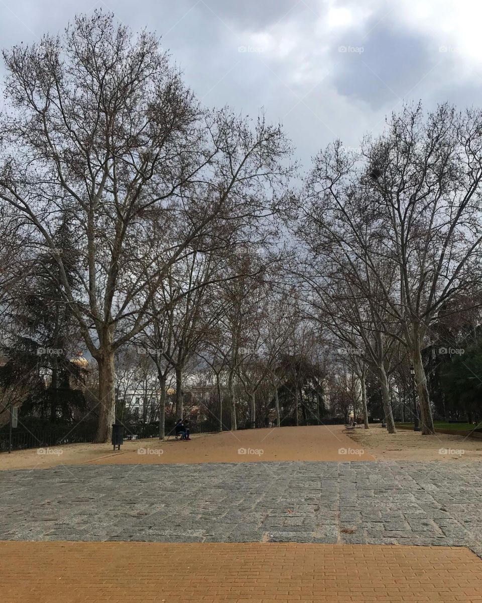 Tree, Park, Landscape, Winter, Snow