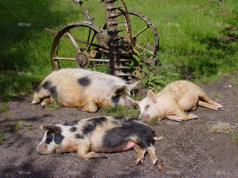 green grass sleeping three by kshapley