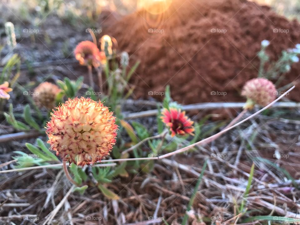 Weeds are pretty, too.