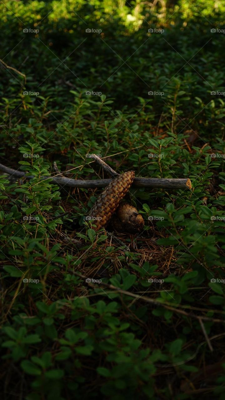 Macro nature, pine cone