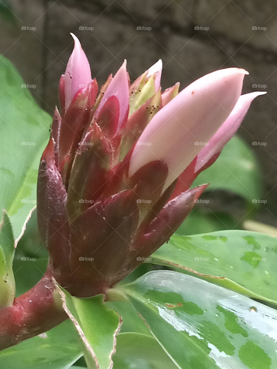 costus plant