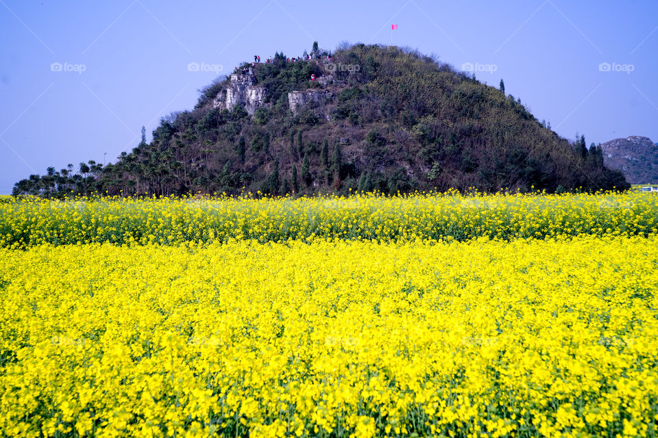 Mountain and flower