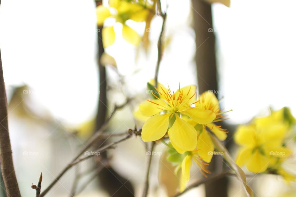 Flower spring yellow, flower beautiful , fresh and smooth