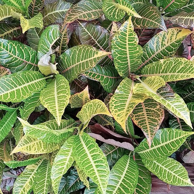 Leaf plants 10