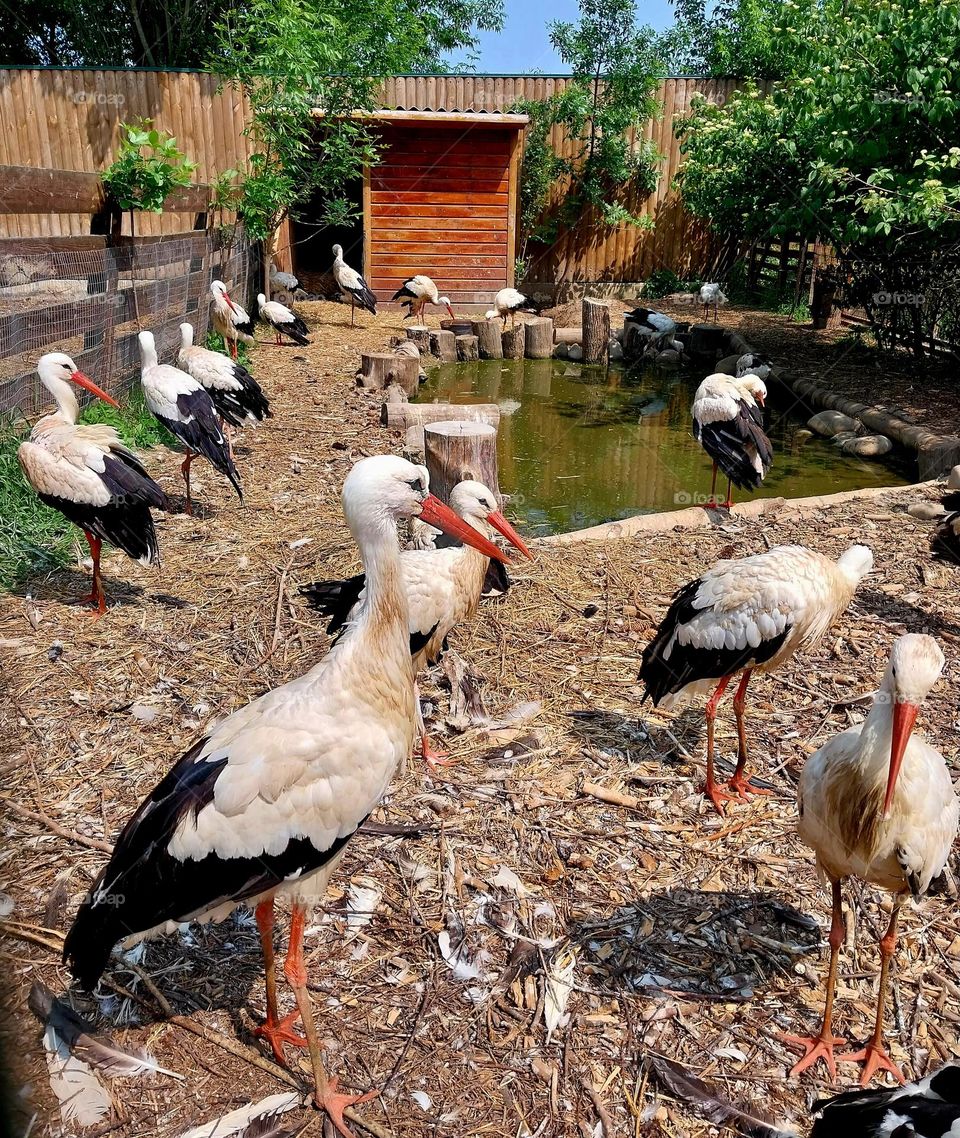 storks living in a city