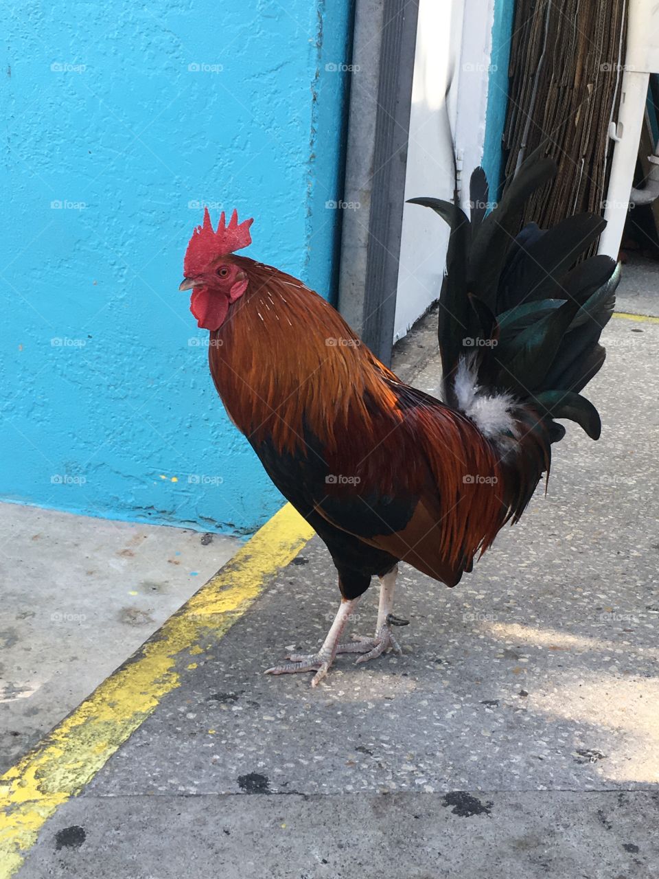 Key West Roosters 