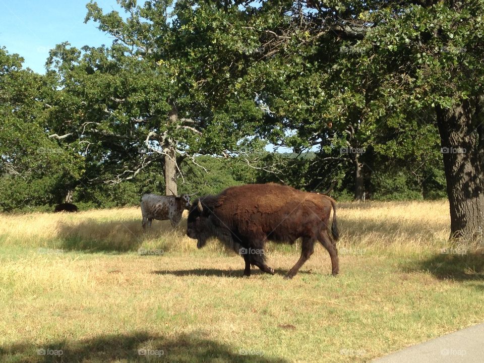 Buffalo walking through grass meadow with trees and cows in background.