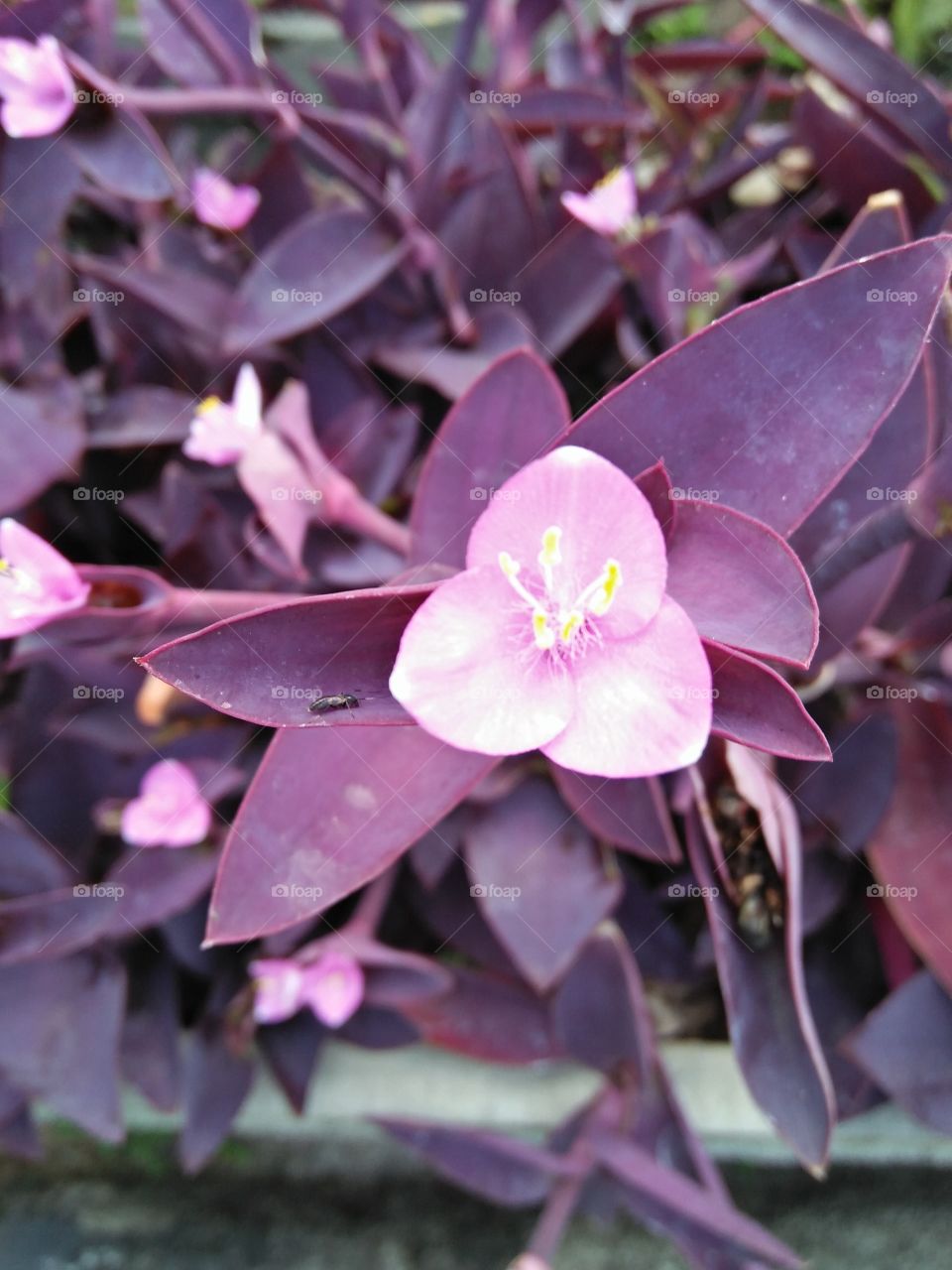 Light and dark purple