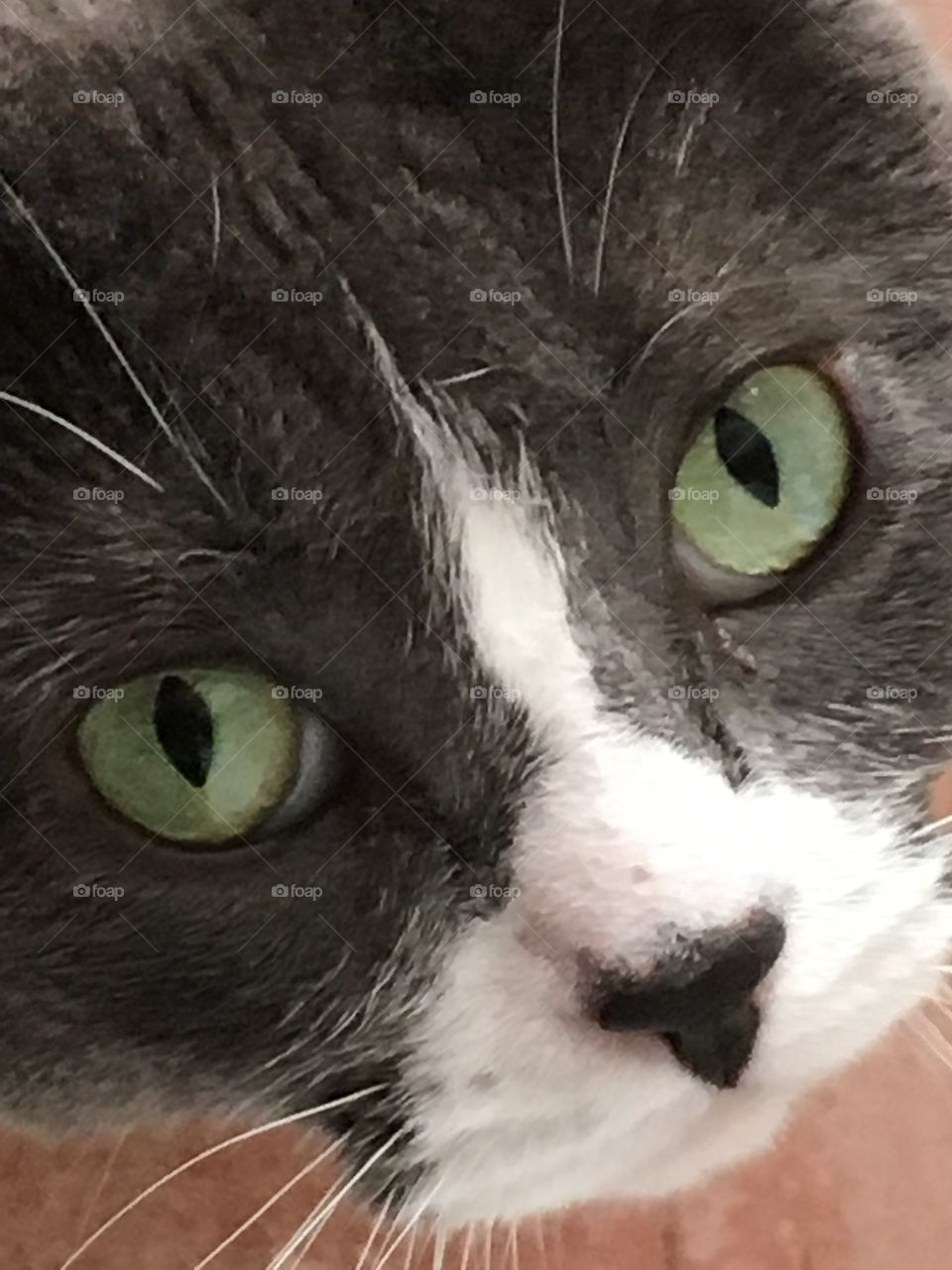 Green eyed cat