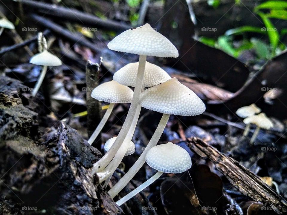 Mushroom on old wood.