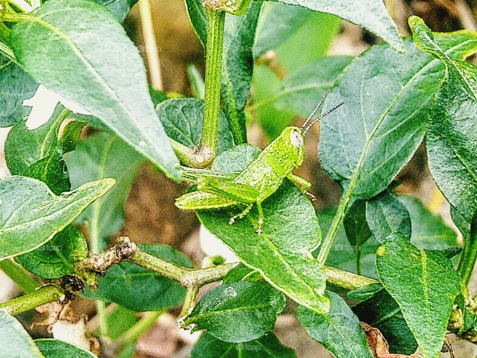 Green grasshoppers are almost the color of leaves