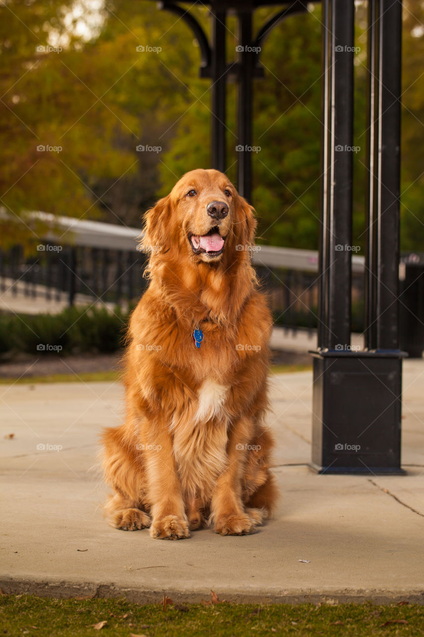 Golden Retriever portrait 