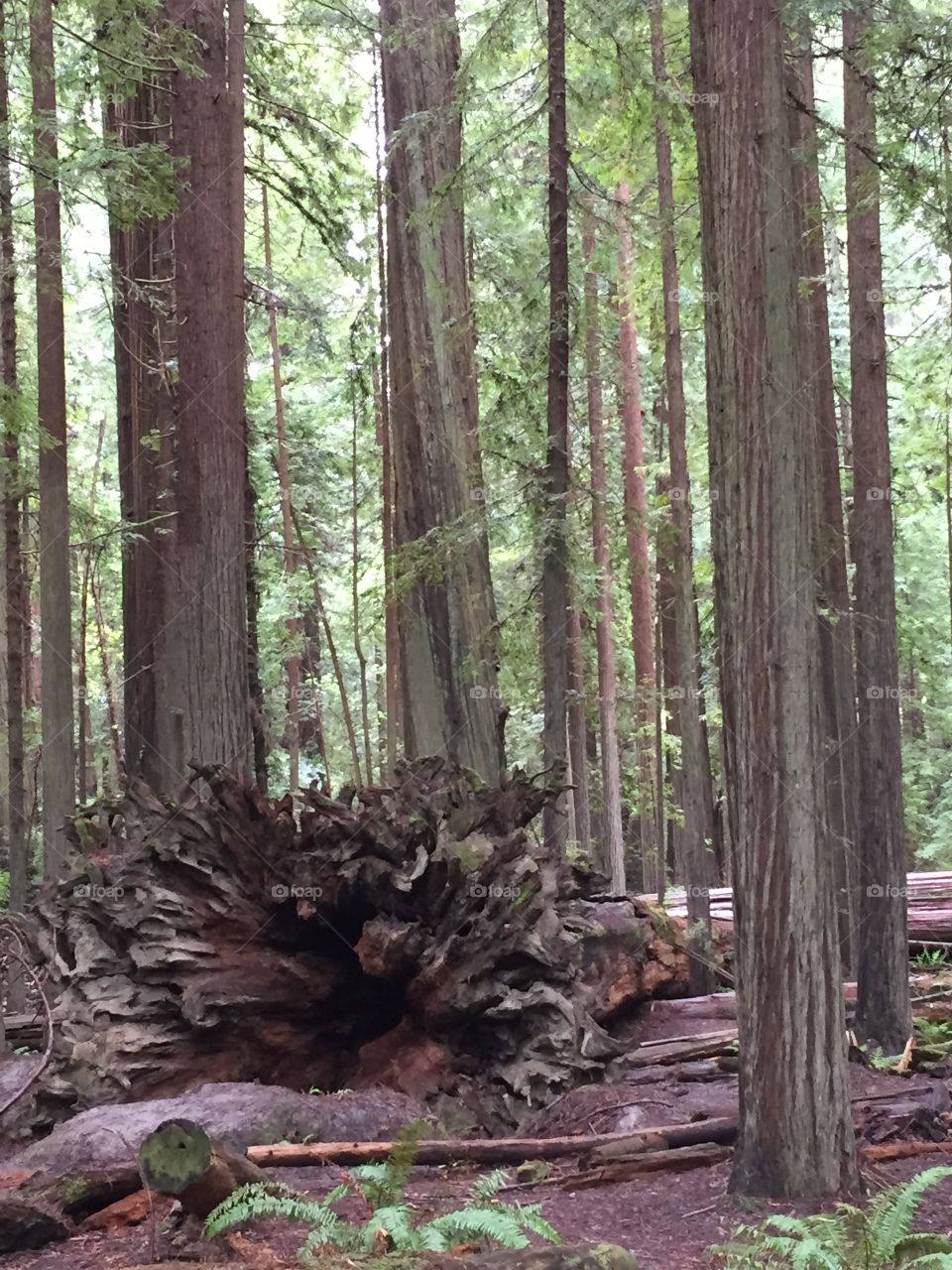 Uprooted tree. Giant tree uprooted