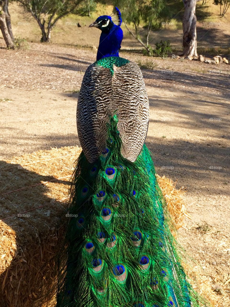 Peacock