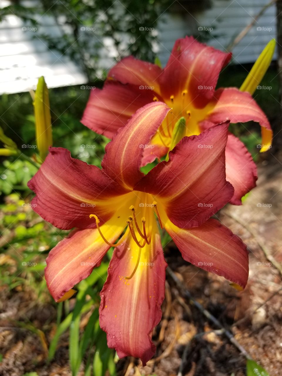 Red Razzle Lily