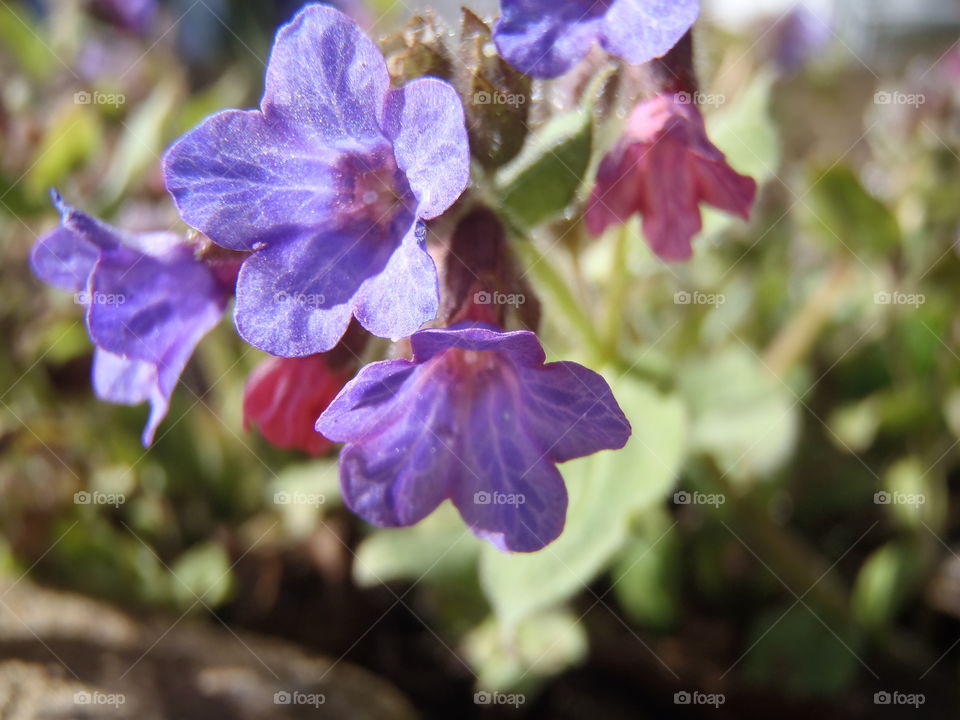 Duo coloured spring beauty