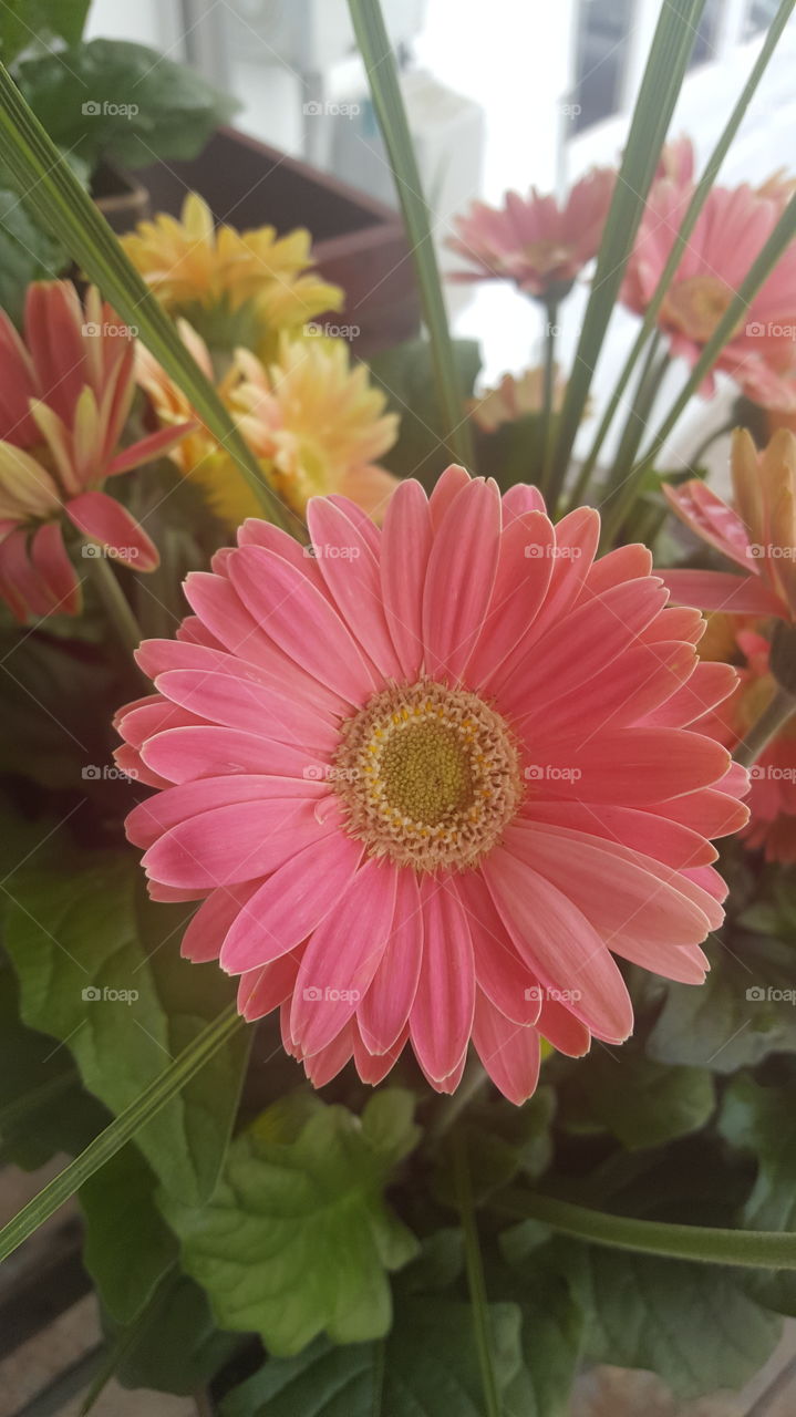 pink daisies