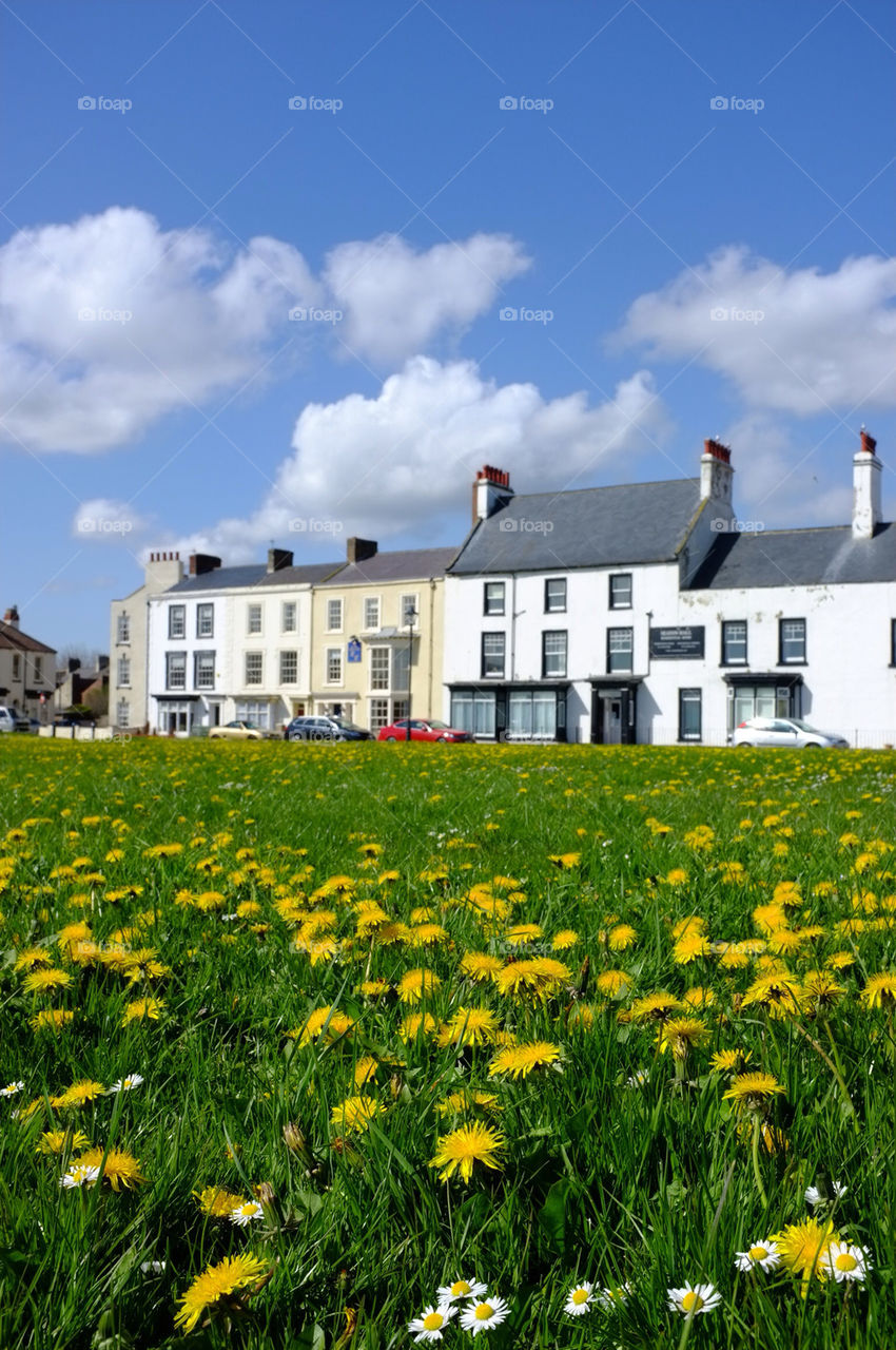 A CARPET OF YELLOW AND WHITE FLOWERS IN THE FOREGROUND OF A BEAUTIFUL