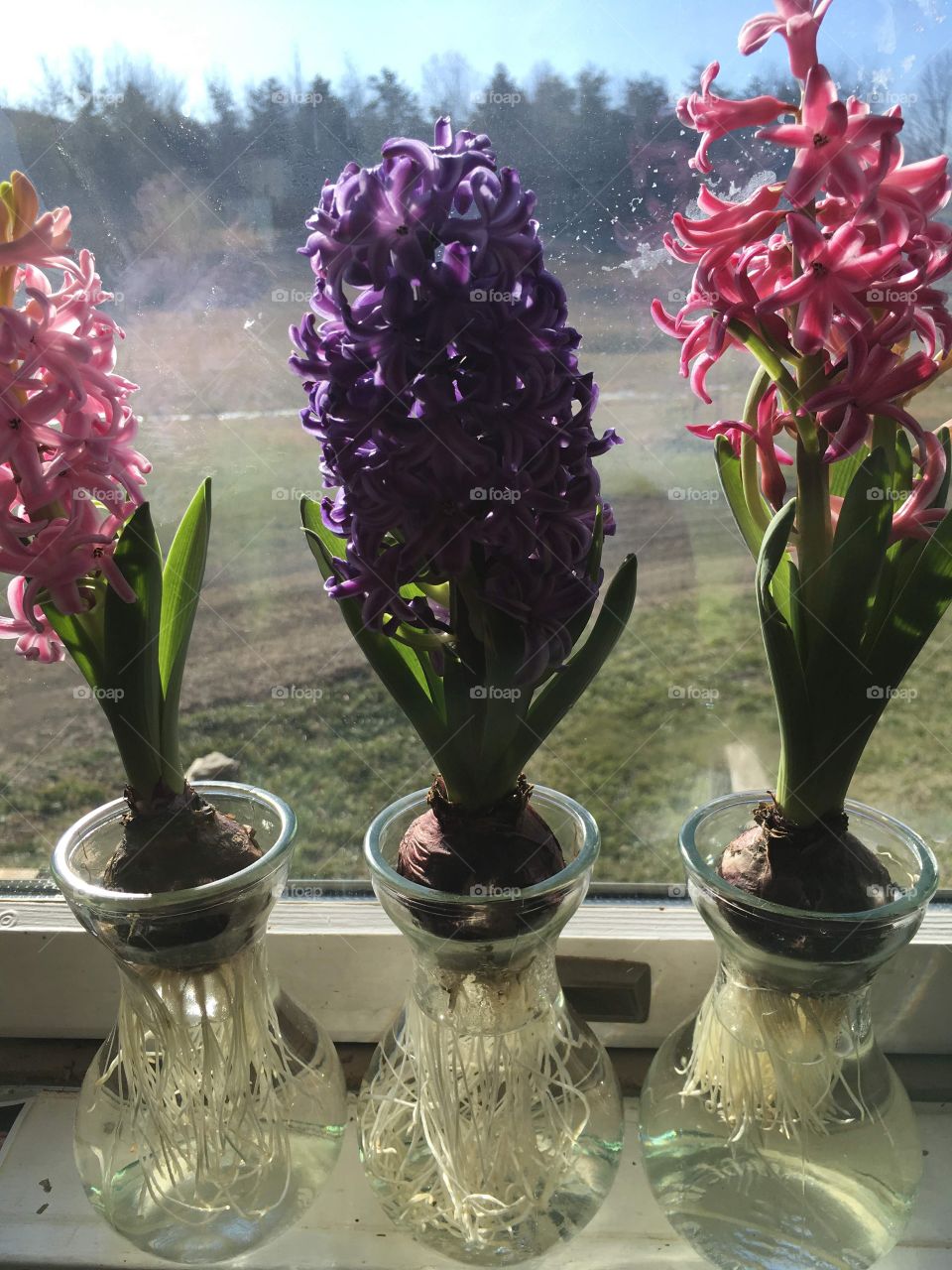 I bought these hyacinth plants in vases at Walmart. I call the “spring in a bottle”.