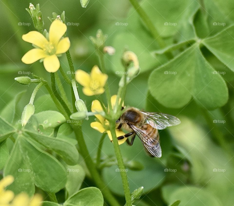 Insect pollinating on flower