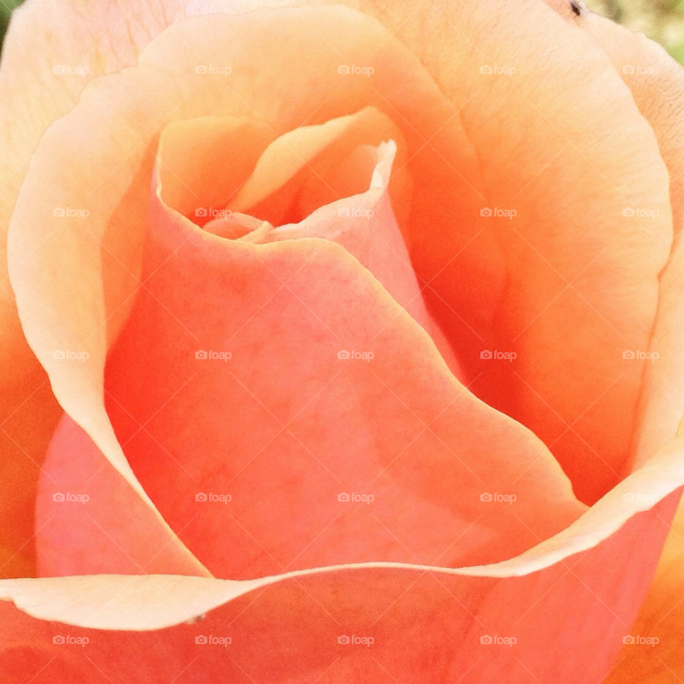 summer petal romance rose by lisa_c