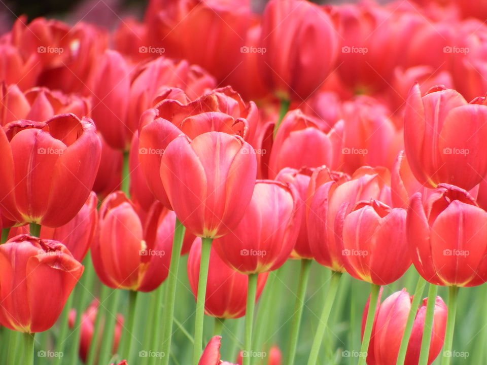 A patch of red tulips