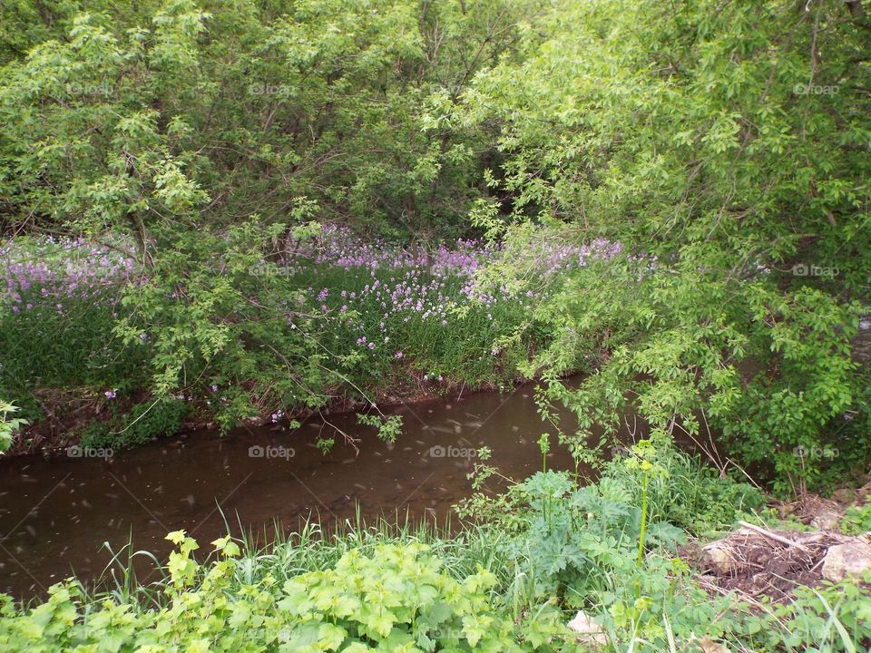 flowers and a stream