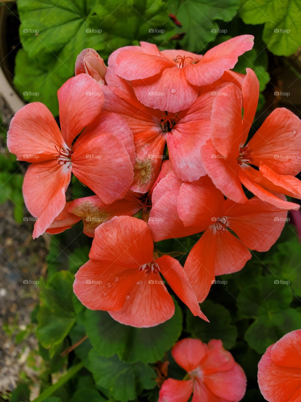 exotic geranium