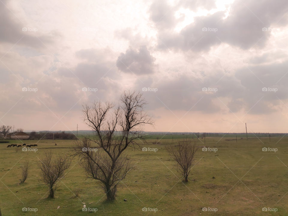 Autumn days view day outdoor outside trees sky mood moody