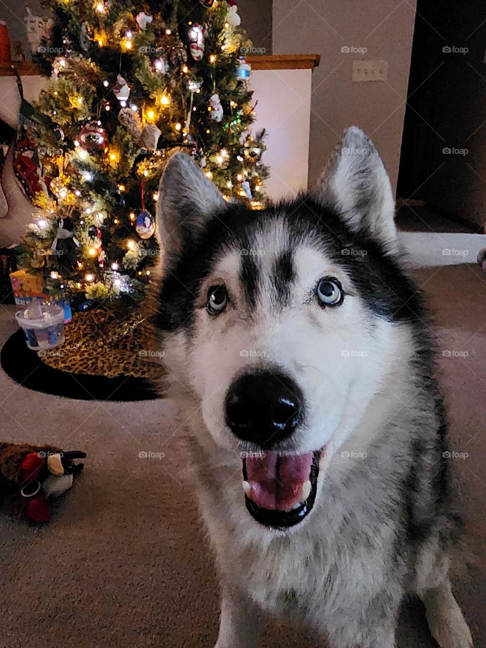 Husky smile
