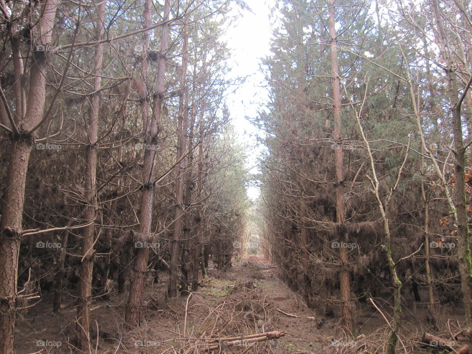 Avenue Of Trees