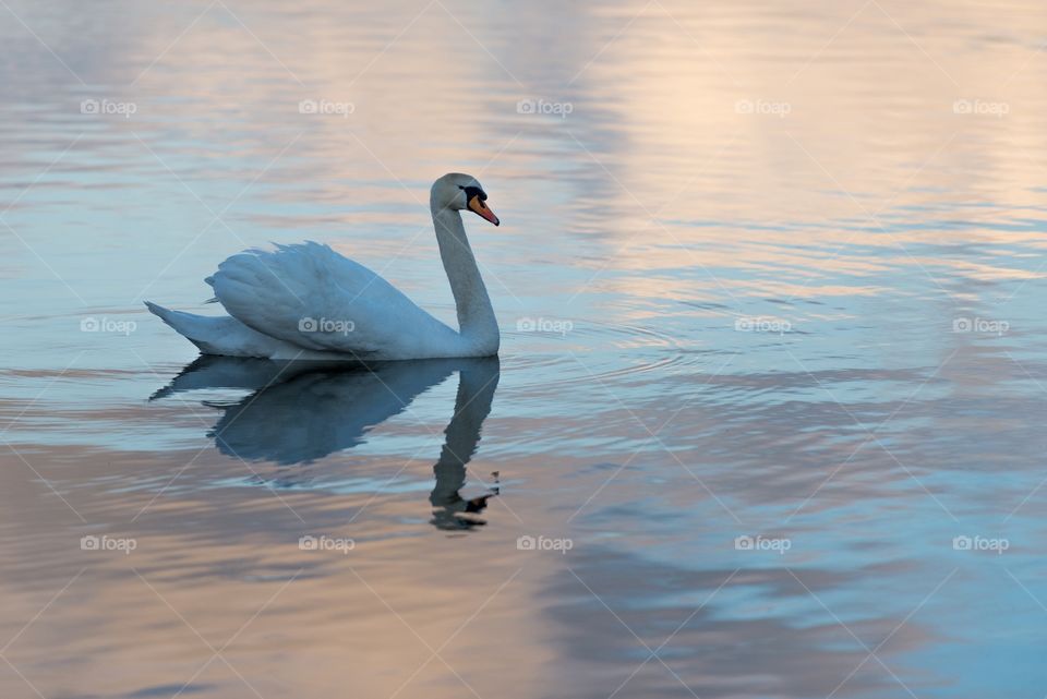 Swan on lake Mosvatnet,Stavanger,Norway . A swan floating on a calm lake in Stavanger, Norway 