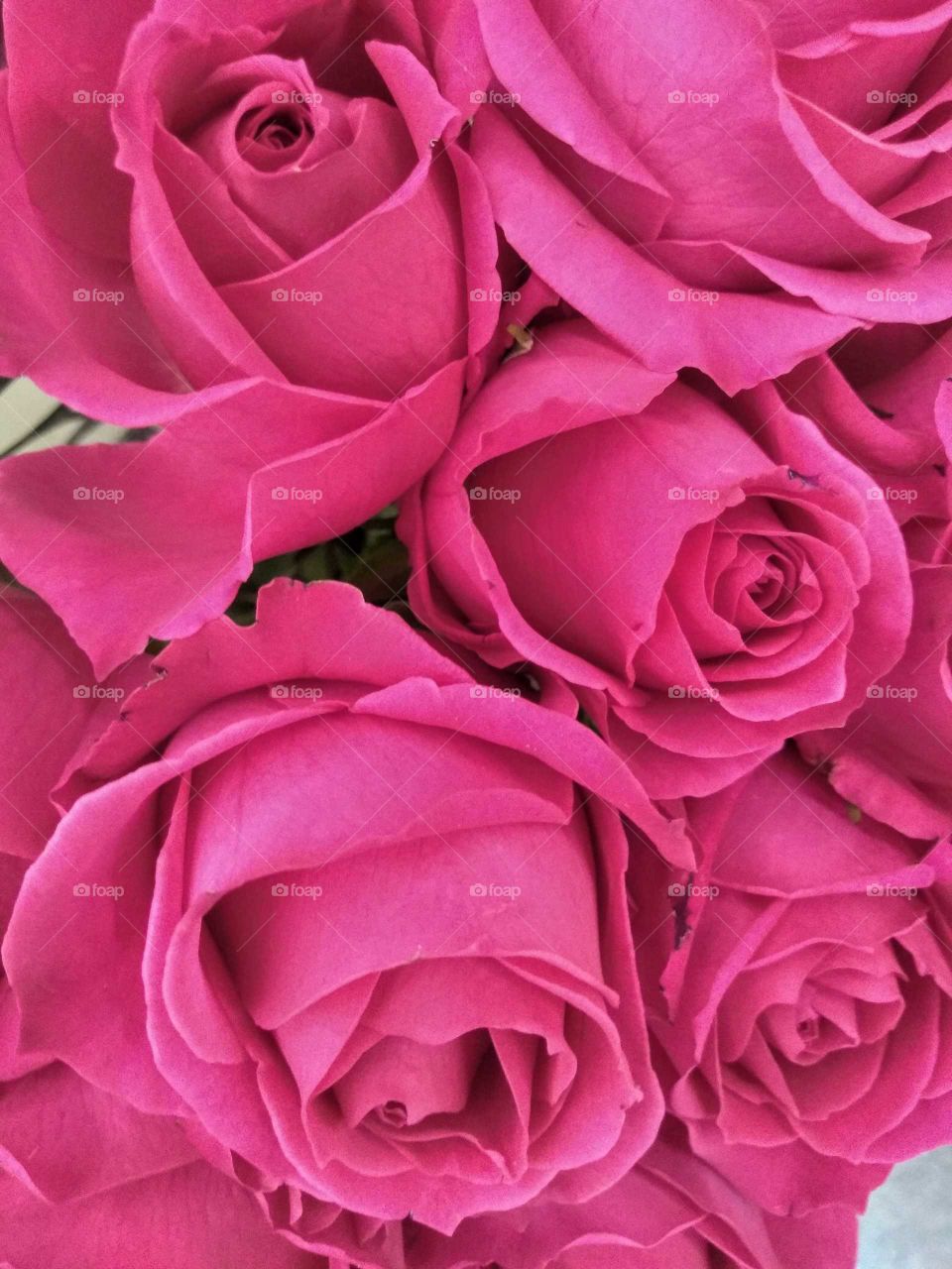 beautiful pink roses ready to bloom