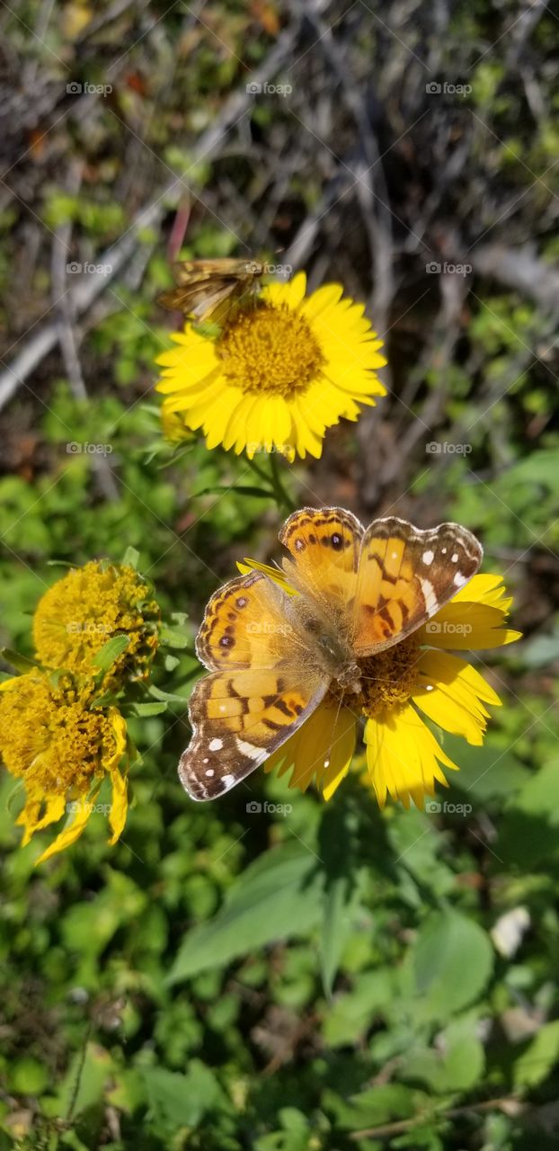 An American Lady butterfly (Vanessa virginiensis) feeds from this yellow flower. A skipper butterfly from the Hesperiini tribe is on the other flower in the background.
