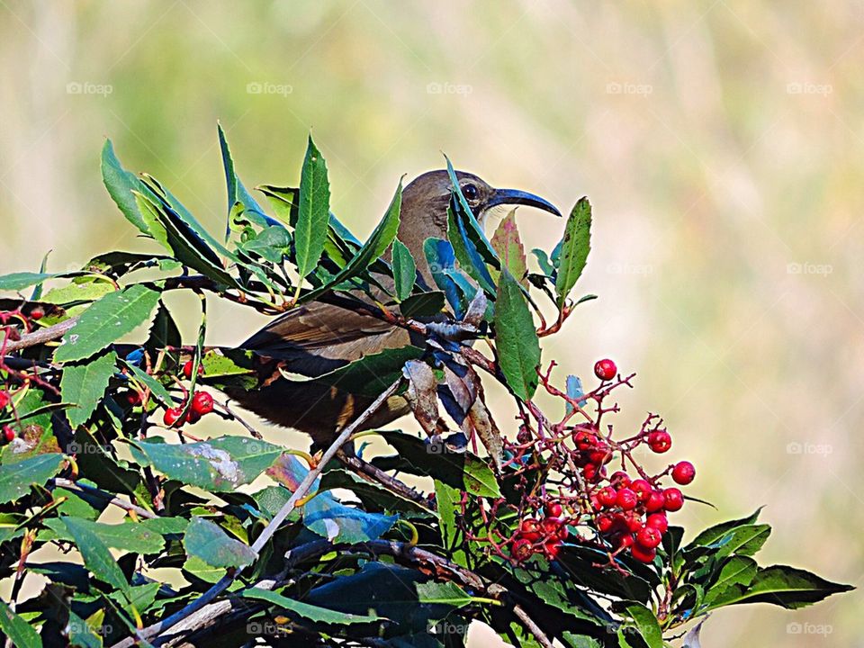 Bird-California Thrasher