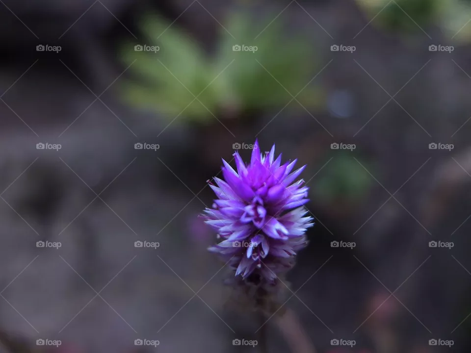 Flower
