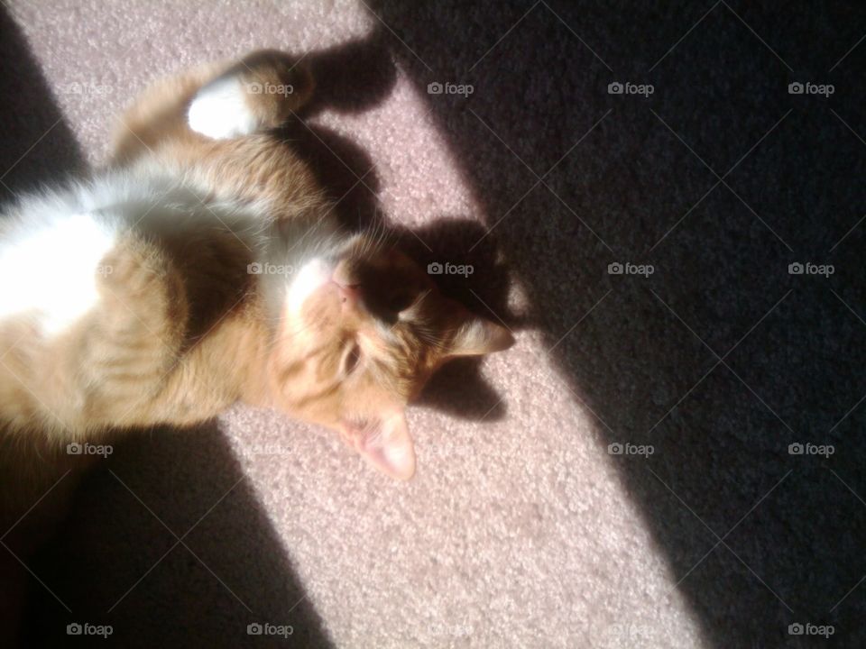 Kitty in the Sun
