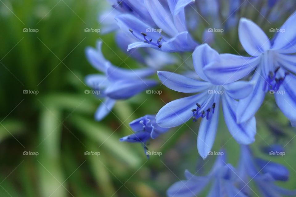 Bluish purple agapanthus flowers with green leaves 