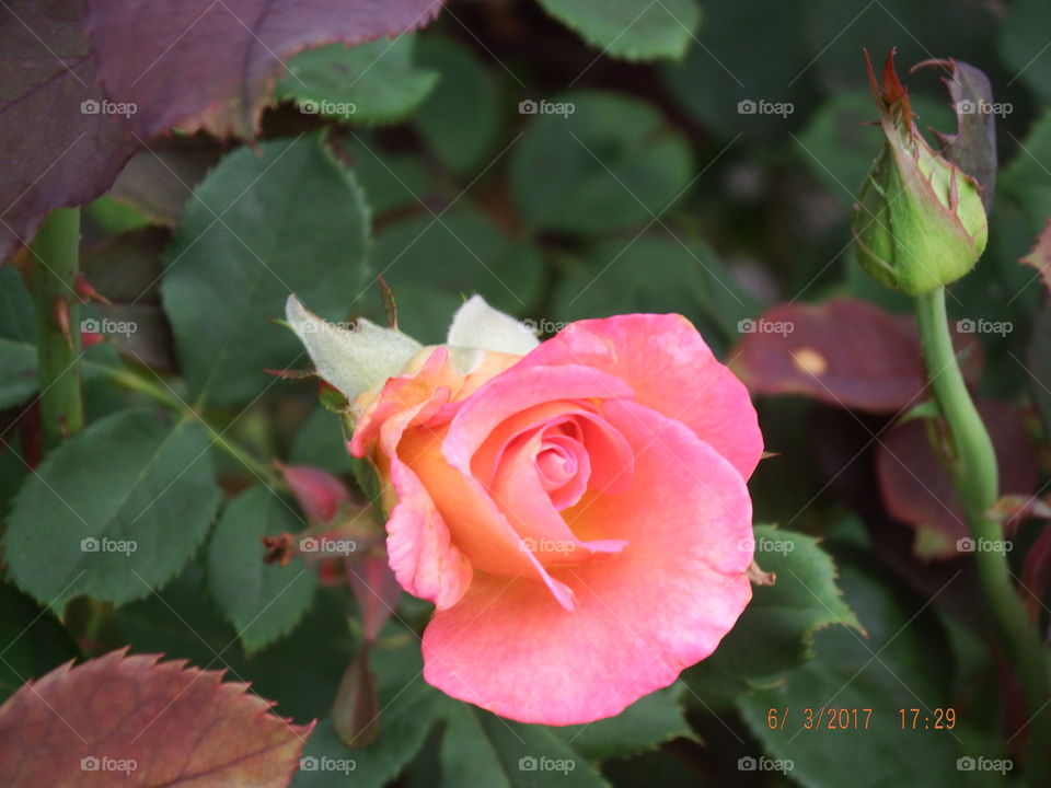 Small pink rose bloom