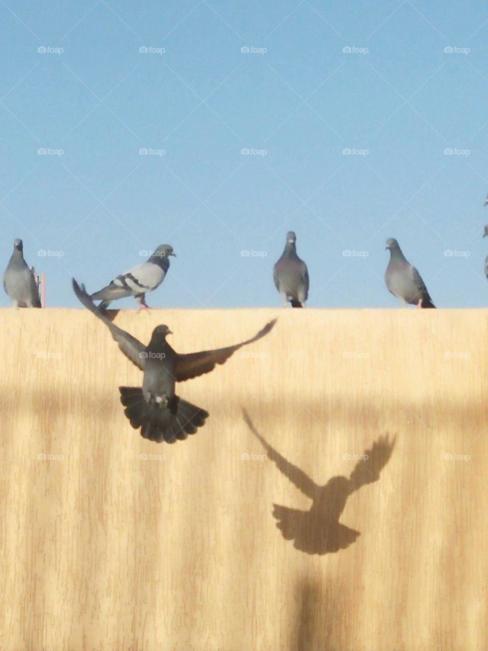 beautiful pigeon in flight.