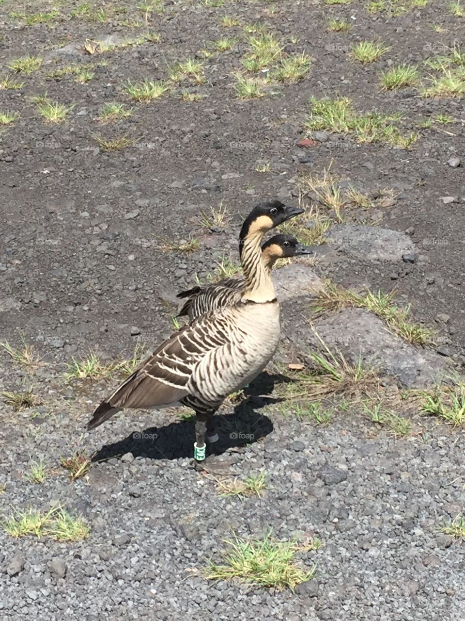 Hawaiian nene geese