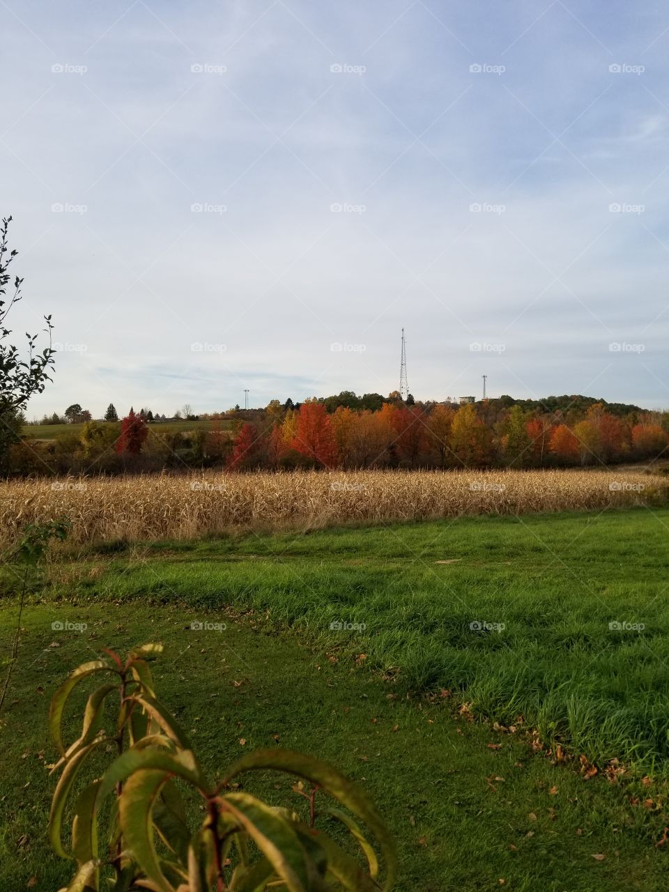 No Person, Landscape, Agriculture, Tree, Sky