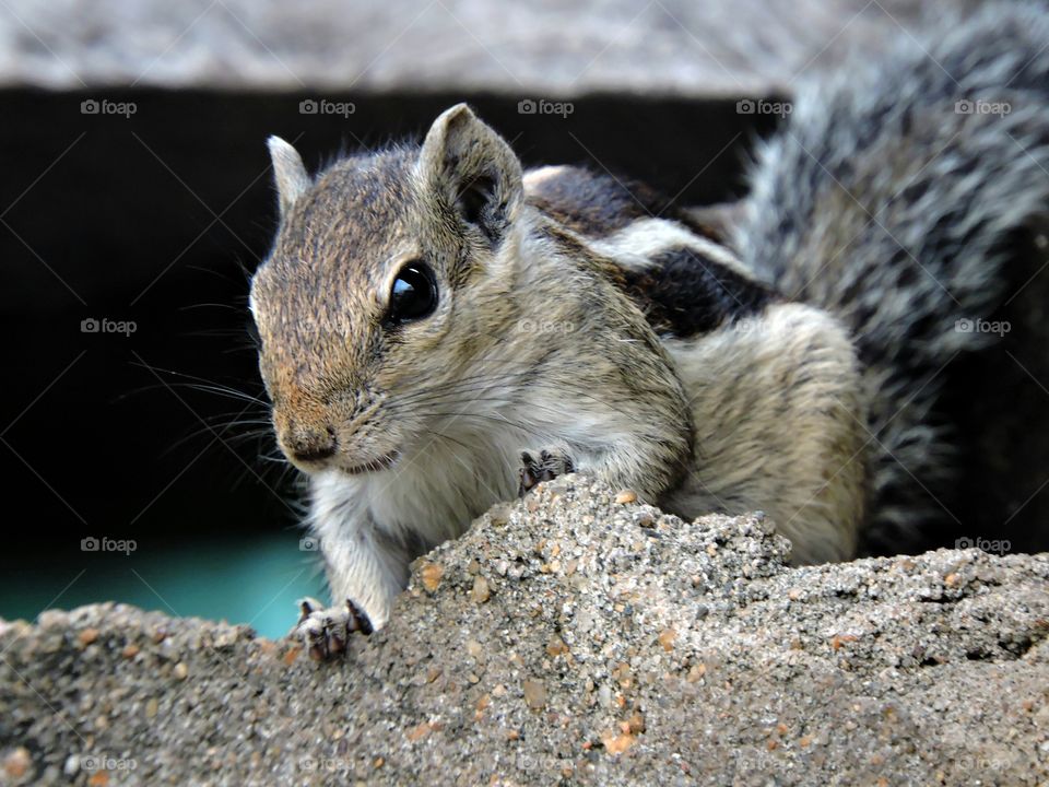 Squirrel