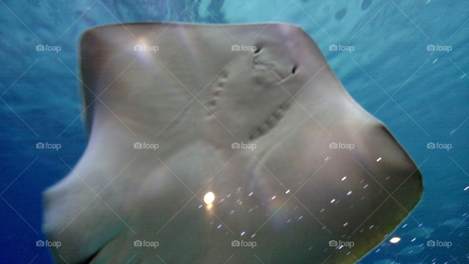 Stingray