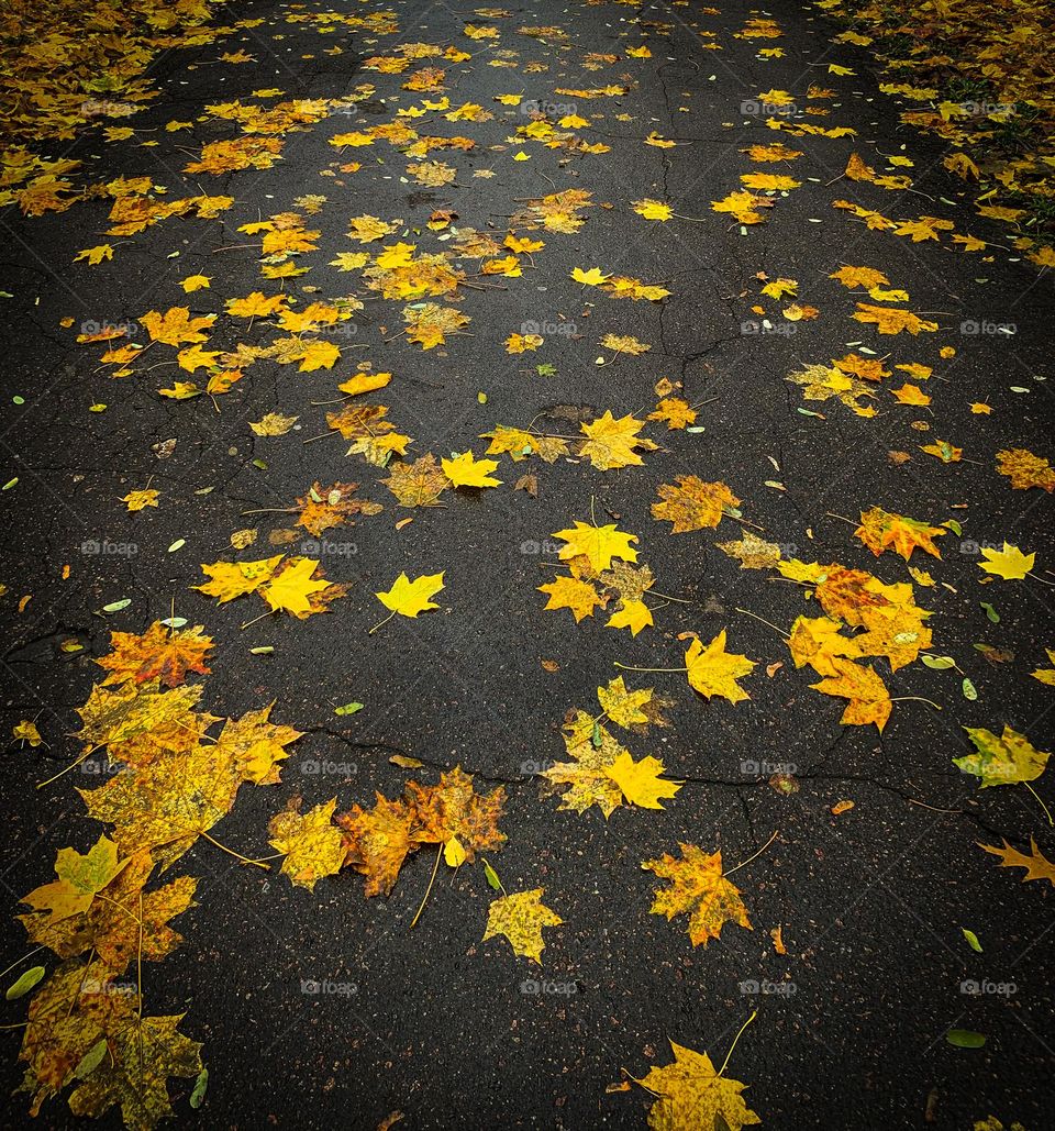 Bright yellow maple leaves laying on the wet asphalt after the rain. Dark asphalt with cracks, planty of leaves. October, autumn 