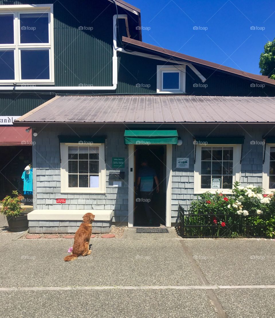 Canine waiting outside store 