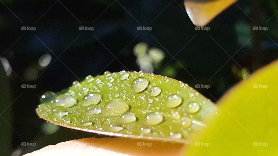 Raindrops macro shots